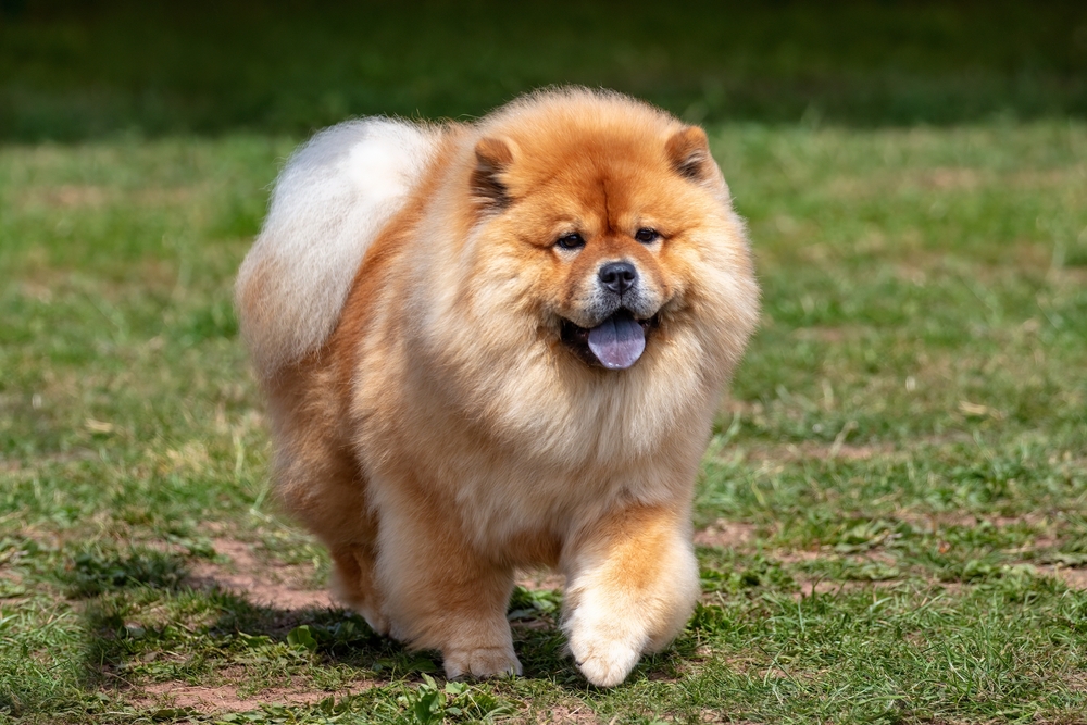 shutterstock_2223221557