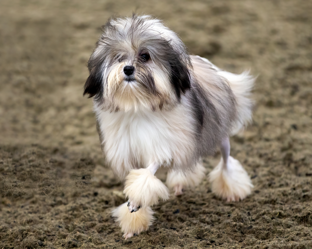 shutterstock_1931829839