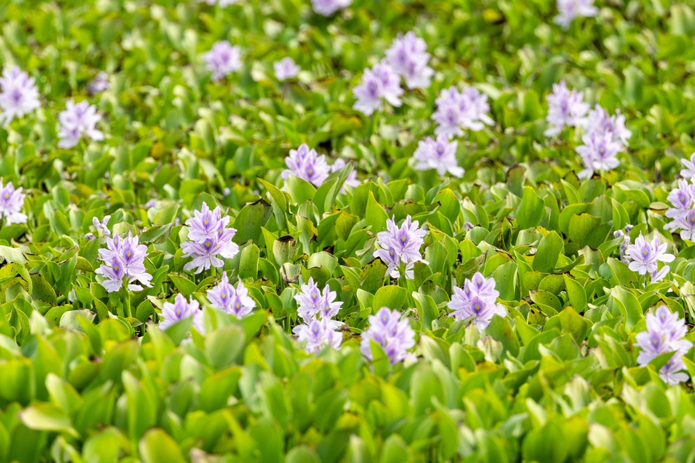 shutterstock_2677071905