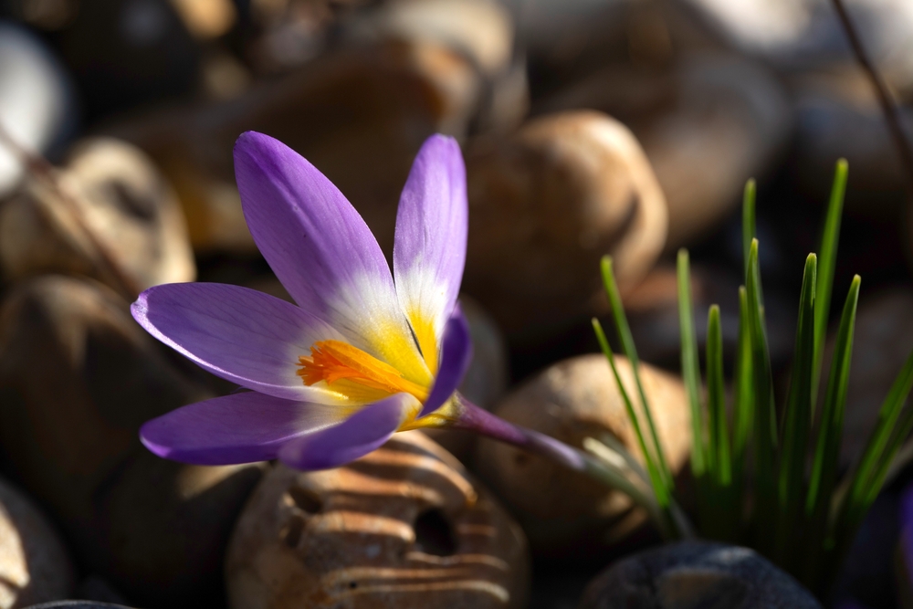 shutterstock_2593079503