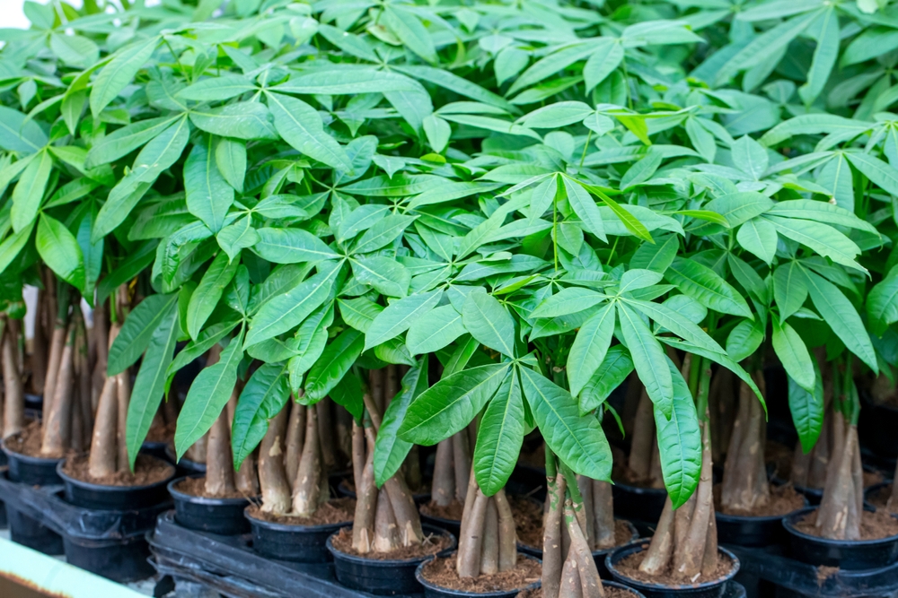 shutterstock_2611872777