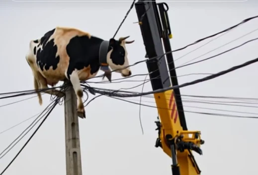 Bizarno: krava obtičala na električnem drogu, reševanje pa postalo viralno