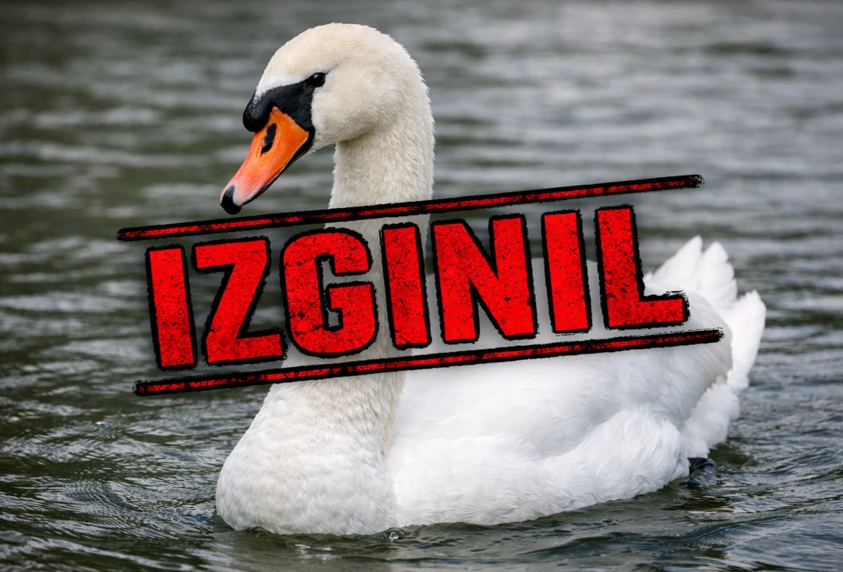 Labod izginil, samica sama z 8 jajci – Maribor vre, ljudje zahtevajo ukrepanje!