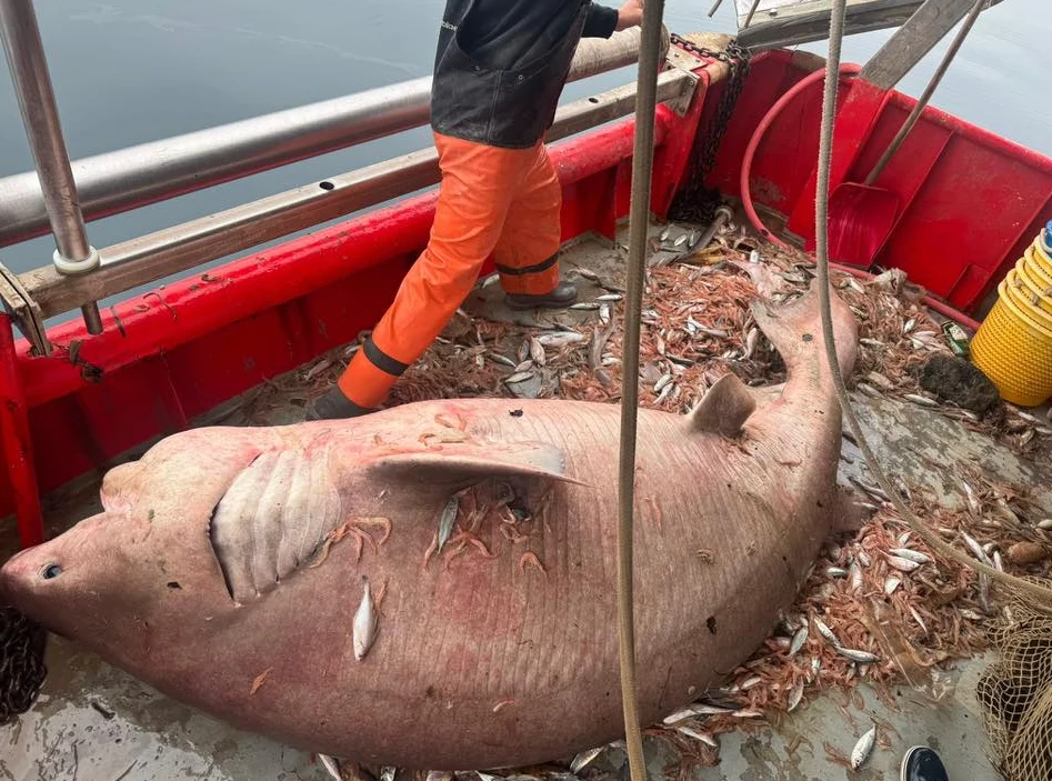 Ujeli morskega psa v Jadranu, prizor pa končal na Facebooku: takšnega skoraj ne vidite