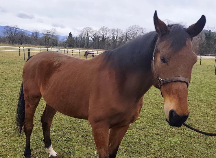 Ganljiva zgodba: policijski konj Faraon išče nekoga, ki ga bo razumel