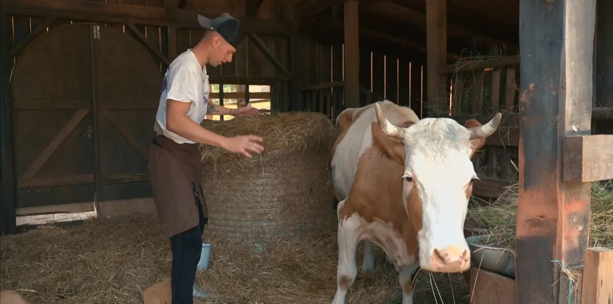 “Direkt v oči!” Kaos v hlevu: Juša napadla krava – Kaj se je zgodilo?