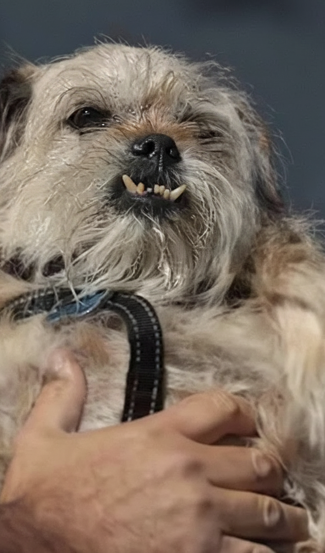 Pes, ki je postal internetna senzacija: spoznajte “najgršega psa na svetu”