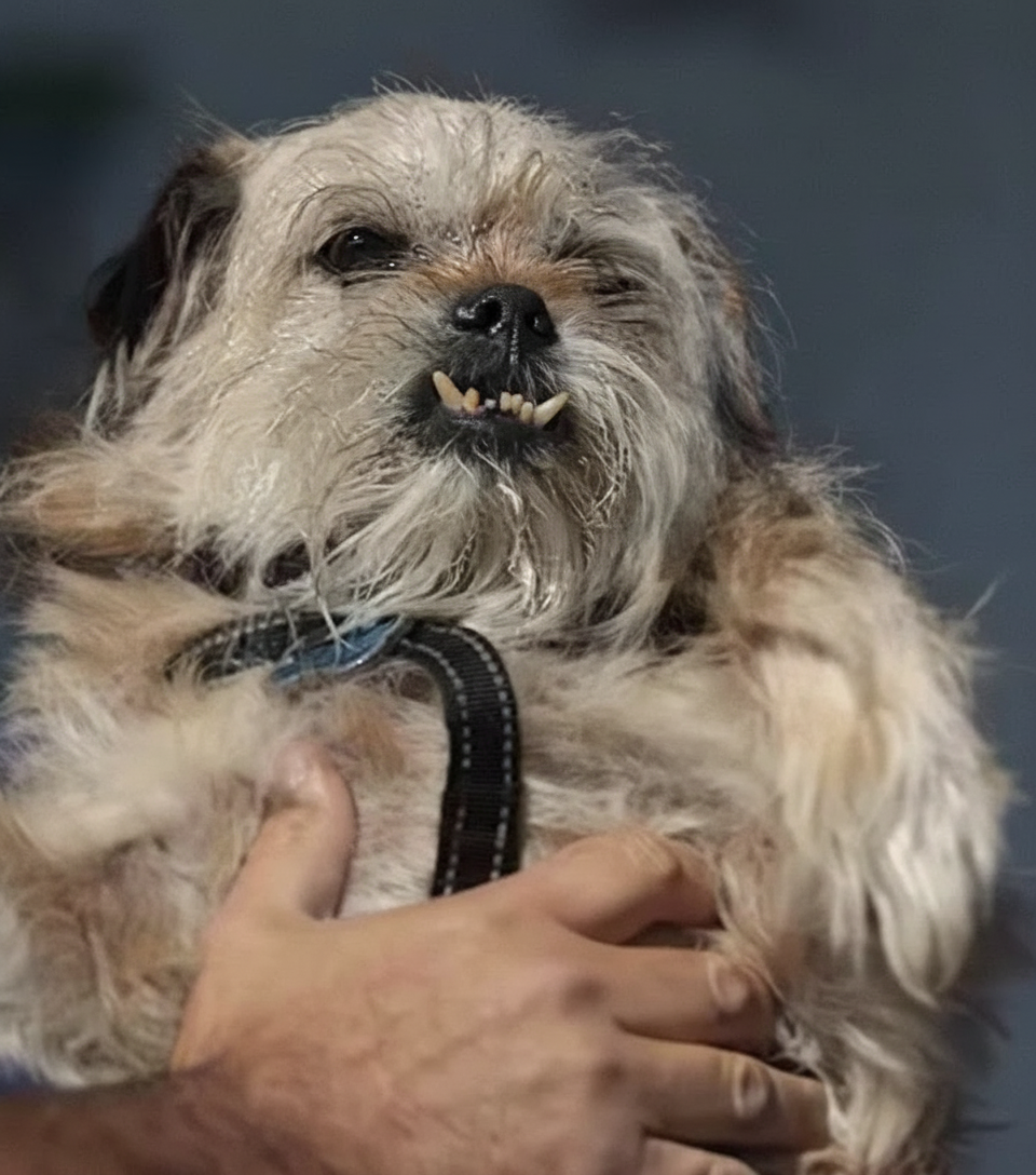 Pes z nenavadnim videzom - Foto: Tiktok/thefeedski