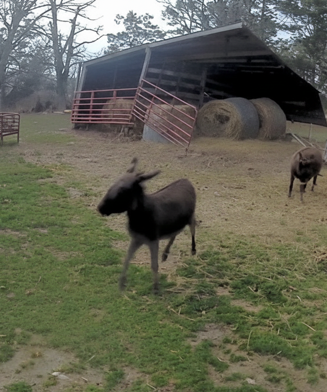 GROZA V 11 SEKUNDAH: Veter dobesedno raztrgal hlev – kar se zgodi z osli, vas bo presenetilo!