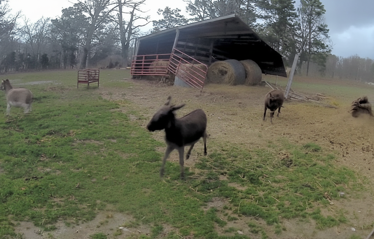 Raztrgan hlev in osli po vetru - Foto: Facebook/FOX Weather