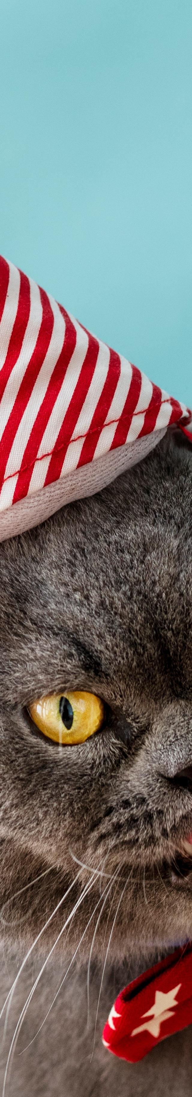 KVIZ: Kdo v resnici vlada vašemu domu? Če imate mačko, odgovor že poznate.