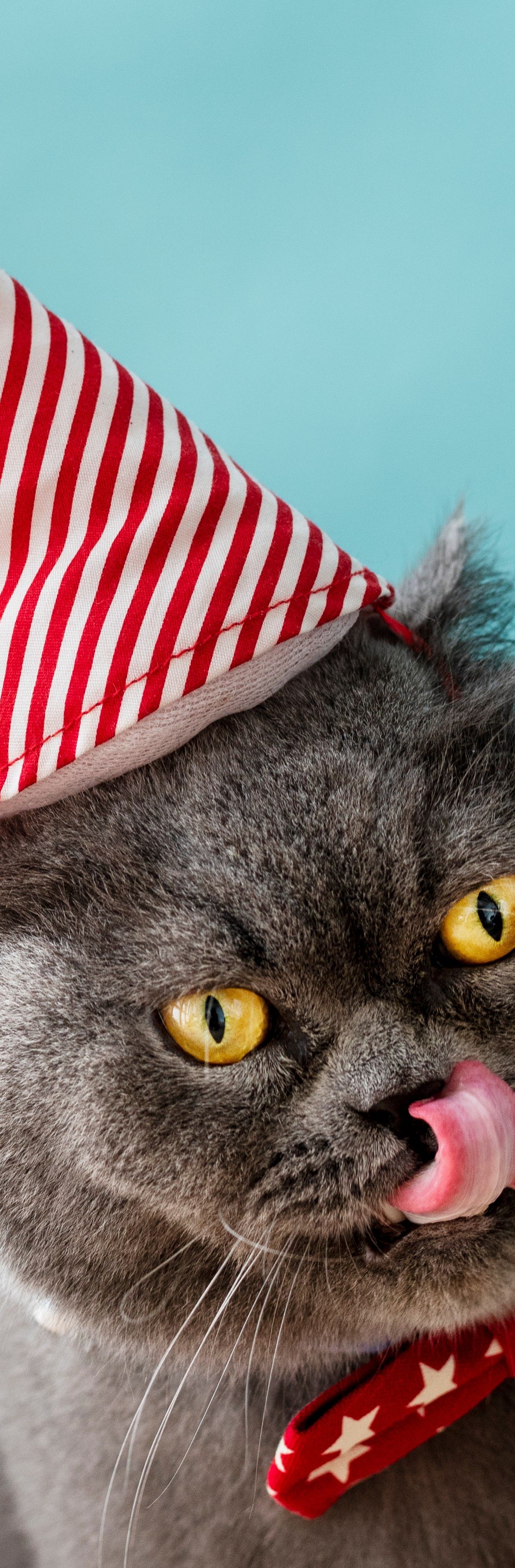 Smešna mačka - Foto: Freepik