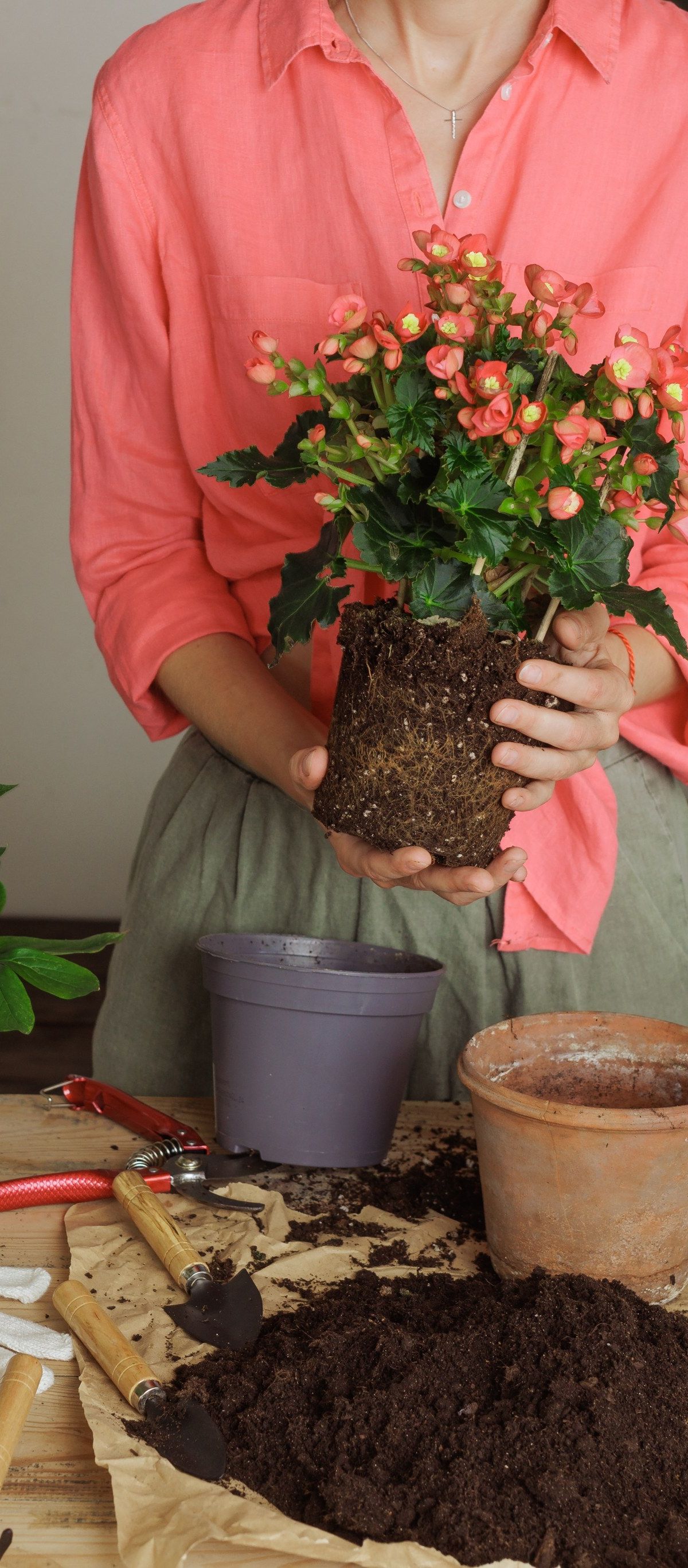 Kako presaditi rožo - Foto: Shutterstock