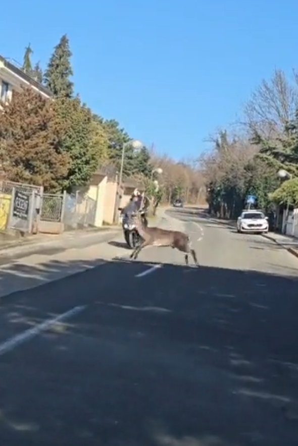 Jelen skoči pred motorista