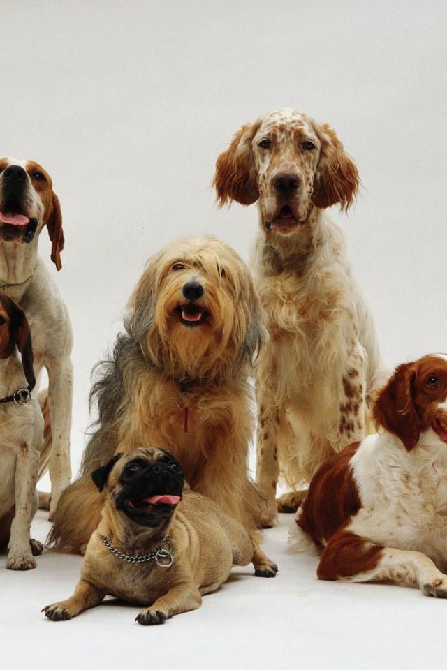 Najdražje pasme na svetu – koliko stane prestiž na štirih tačkah?