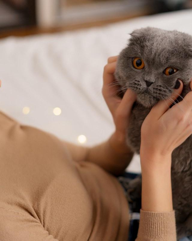 Razkrita skrivnost mačjega “gnetenja”: zakaj vaša mačka ponoči divja po stanovanju in vam zasede tipkovnico