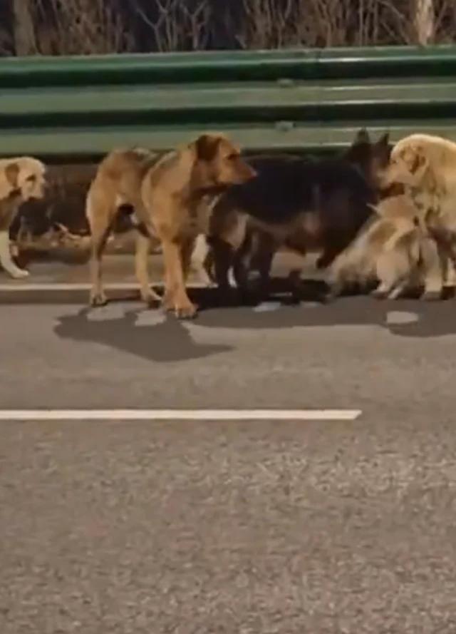 Neverjetna zgodba: 7 psov pobegnilo ugrabiteljem in skupaj našlo pot domov!