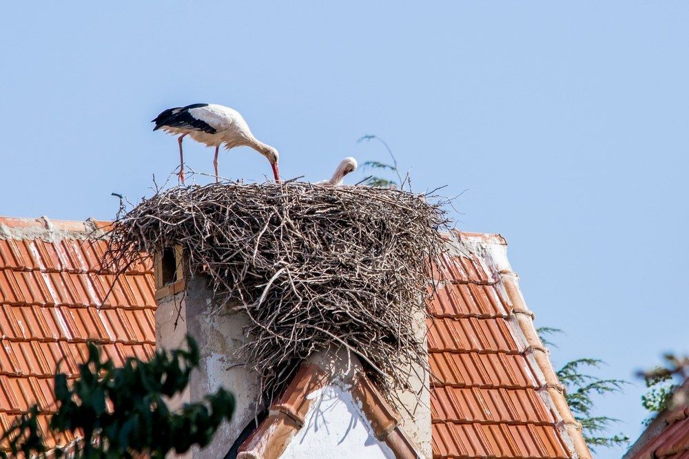 Fotografija sprožila val čustvenih odzivov in razpravo o zaščiti živali