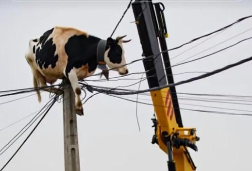 Bizarno: krava obtičala na električnem drogu, reševanje pa postalo viralno