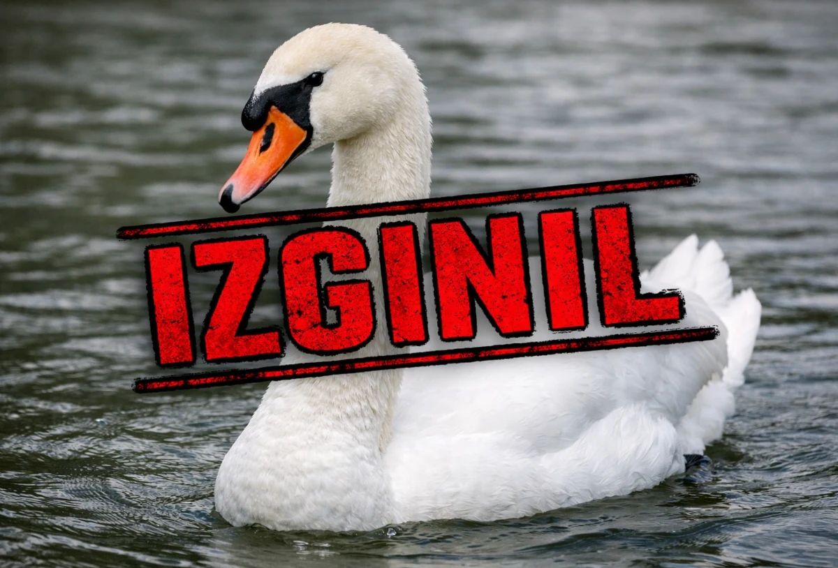 Izginil samec, samica ostala sama na gnezdu