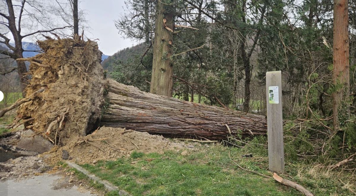 Podrta drevesa po vetrolomu v slovenskih gozdovih
