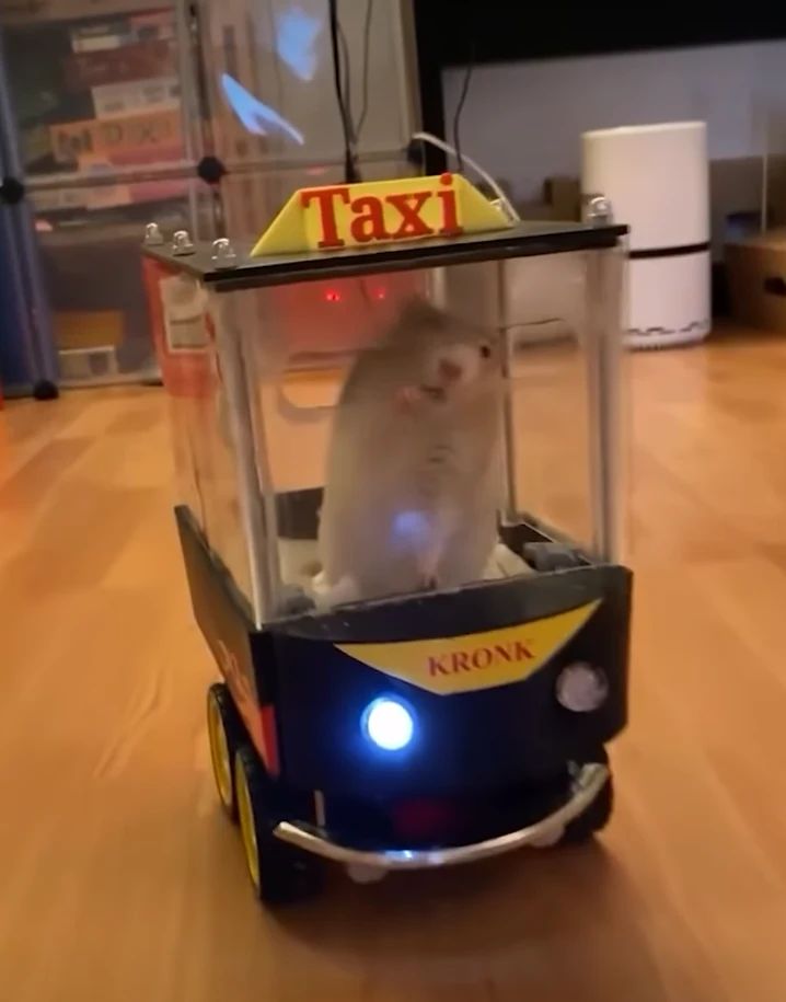 Neverjeten eksperiment kjer podgane vozijo majhen avto