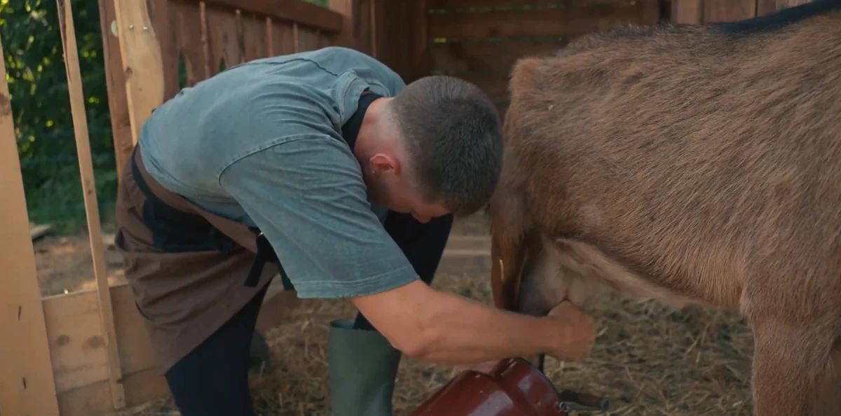 Juš molze kozo v hlevu na Kmetiji